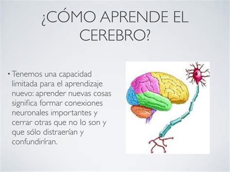 ¿cómo Aprende El Cerebro