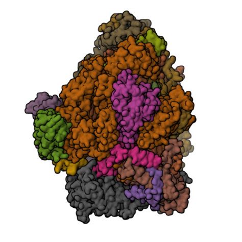 Rcsb Pdb Rqt Rna Polymerase I Twh Rrn Dna