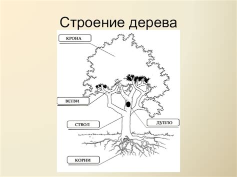 Схема строения дерева для дошкольников картинки - Фото подборки