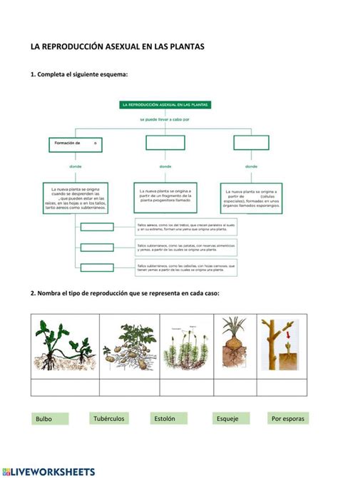 La Reproducción Asexual En Plantas Worksheet Cuadernos Interactivos De Ciencias Clasificación