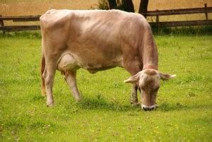 Brown Swiss Cattle For Sale in Michigan!Hobby Farm Wisdom