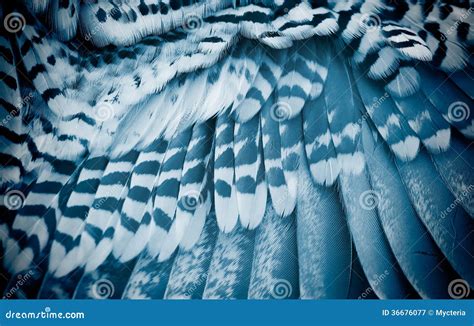 Bird s wing stock image. Image of abstract, exotic, beautiful - 36676077