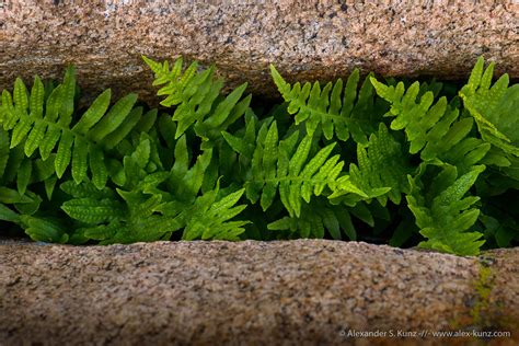 Polypodium Californicum California Polypody Fern Alexander S Kunz