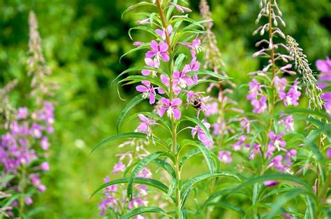Чем полезен иван-чай для женщин: откройте секреты природного эликсира ...