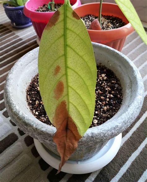 Avocado Leaves Brown Tips Another Leaf Has Very Indistinct Edges To