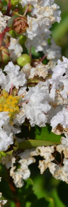 Lagerstroemia Indica Neige D Ete Guillot Bourne