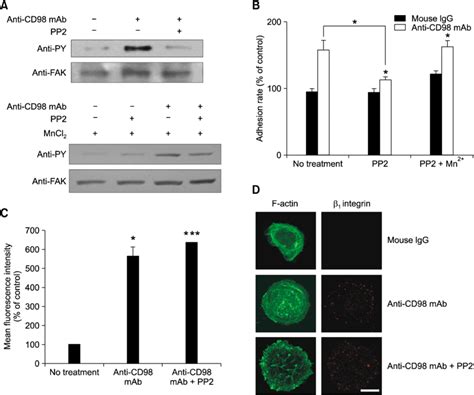 Inhibition Of Faksrc Kinases With Pp2 Blocks Cd98 Induced Cell