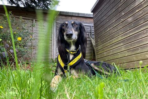 Las causas más comunes de la muerte en perros viejos Conoce cómo