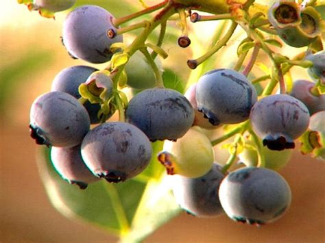 Tips On Growing Great Blueberries Hgtv