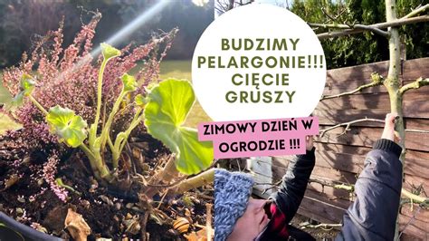 Budzimy pelargonie Zimowe cięcie gruszy YouTube