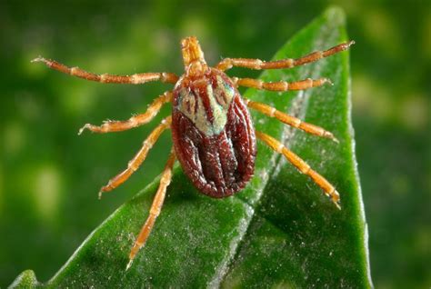 Officials Warn As Rare Tick Borne Disease Discovered In Massachusetts