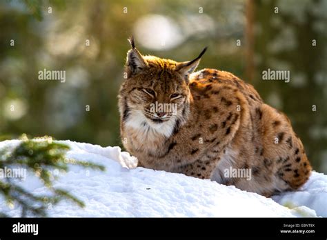 Eurasian lynx (Lynx lynx), sitting in snow sunbathing in the morning ...