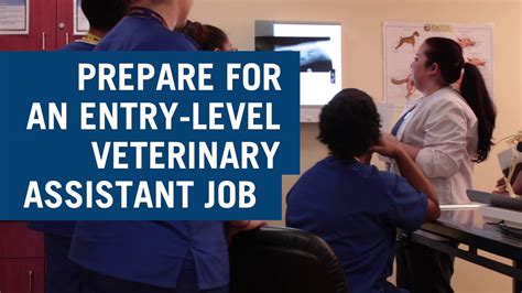 Veterinary Assistant Certification Requirements At Mitchell Bostic Blog