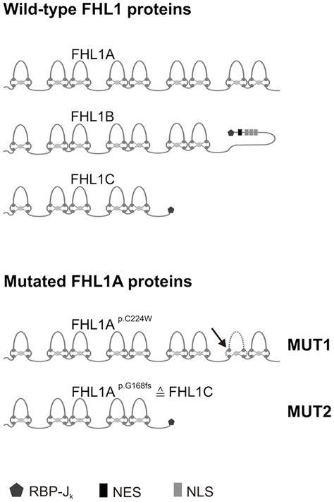 Wild Type Fhl Protein Isoforms And Mutated Fhl A Proteins Top Fhl A