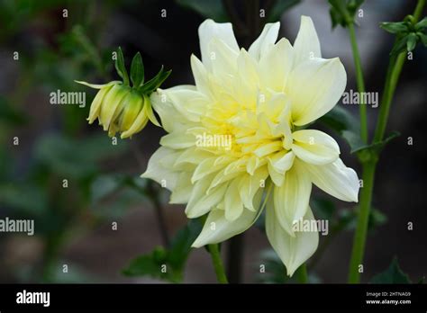 The Beautiful Dahlia Is The National Flower Of Mexico Stock Photo Alamy