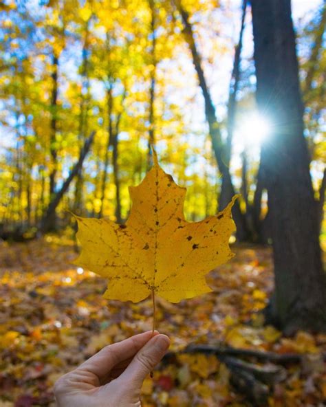 Maple Trees and their Edible Qualities