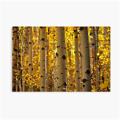 "Aspen Tree Trunks" Canvas Print by rferrier | Redbubble