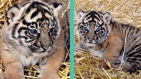 Kala è il nome scelto per la la cucciola di tigre di Sumatra nata al