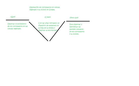 Cuaderno de Biología: Práctica 10. Observación de cloroplastos en células vegetales y la ...