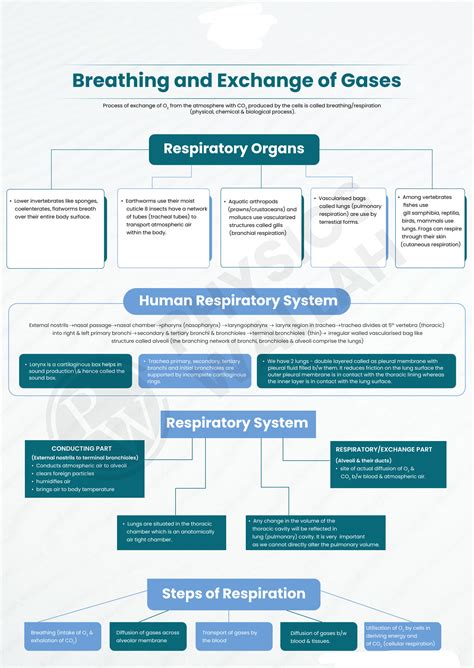 SOLUTION Breathing And Exchange Of Gases Mind Maps NEET Studypool