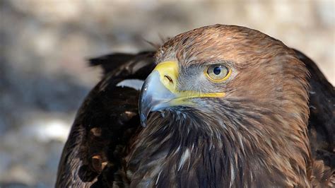 Seeadler Karin Rogmann Flickr