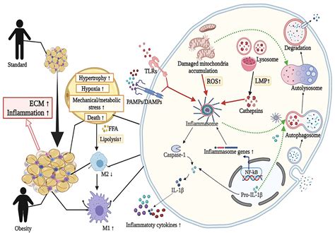 Frontiers New Insights Into The Interplay Among Autophagy The Nlrp