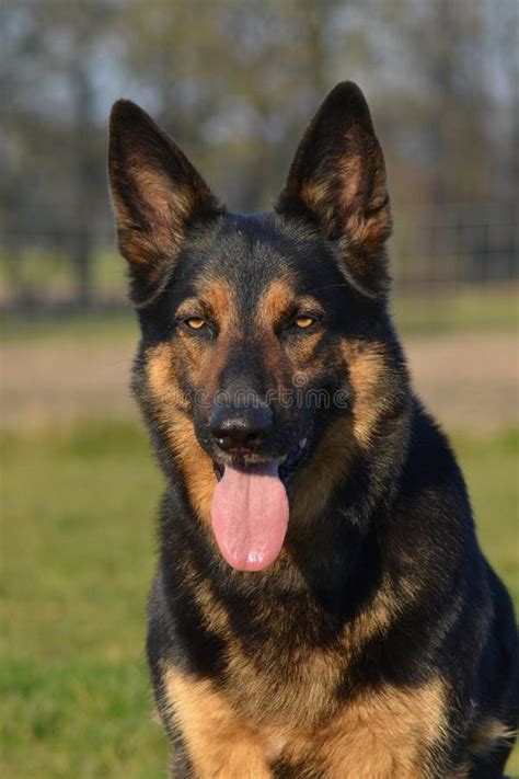 German Shepherd Dog stock photo. Image of alert, shepherd - 52589100