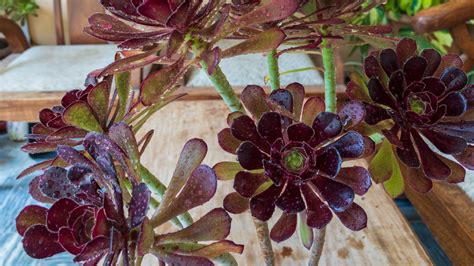 How To Create A Succulent Garden On Your Patio