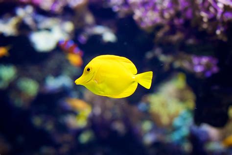 Yellow Tang Anroir Flickr