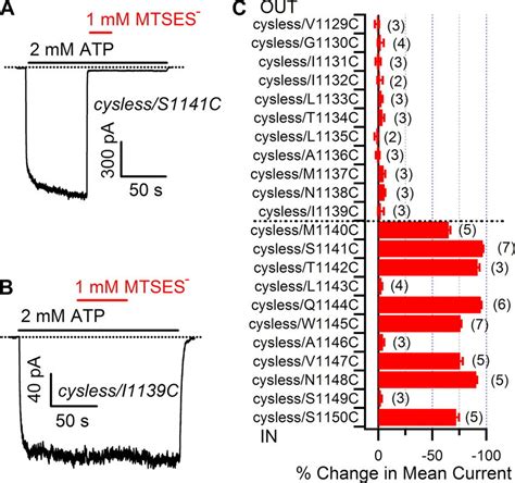 Cysteine Scanning Of Tm Of Cftr Using Intracellularly Applied Mtses