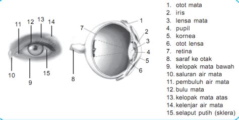Gambar Bagian Mata Dan Fungsinya 54 Koleksi Gambar