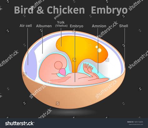 Bird Chicken Embryo Anatomy Organ Parts Stock Vector (Royalty Free ...