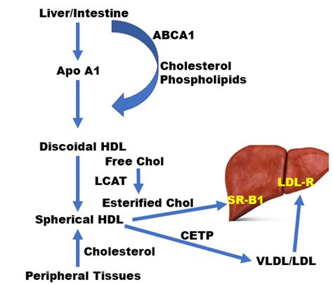 Introduction To Lipids And Lipoproteins Endotext Ncbi Bookshelf