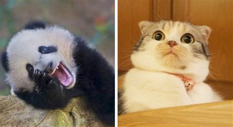 Crazy animals: 16 expressive and hilarious species that should win a ...