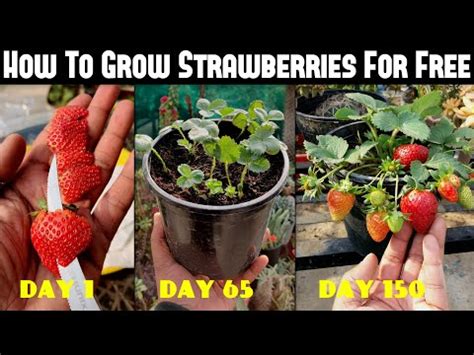 What Does Strawberry Sprouting Look Like Fruits Knowledge World