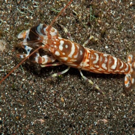 Tiger Pistol Shrimp Alpheus Bellulus