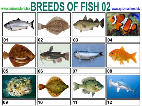 Breeds Of Fish