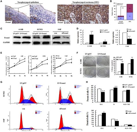 Frontiers FoxM1 Promotes Cell Proliferation Invasion And Stem Cell