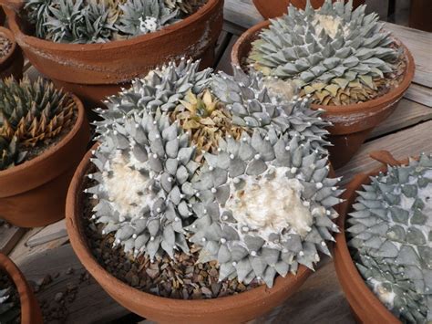 Ариокарпус: уход в домашних условиях, фото и описание, виды