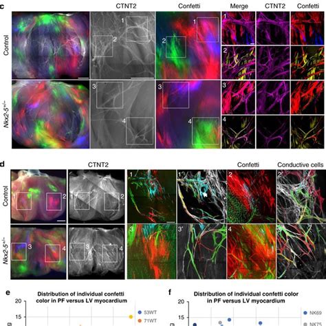 Model Of The Purkinje Fiber Lineage Segregation And Temporal