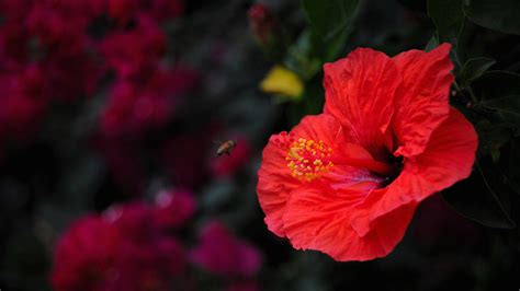 #717825 Beutiful Hibiscus flower in six colour, Hibiscus - Rare Gallery