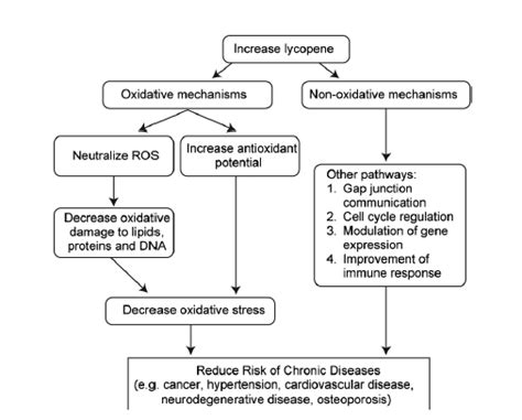 General Mechanisms Of Action Of Lycopene The Proposed Mechanisms Of