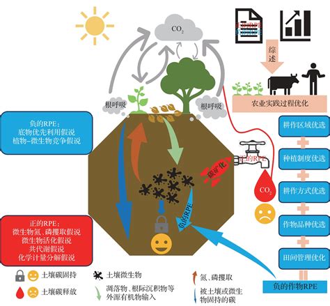 作物根际激发效应：调控农田土壤碳动态及助力碳中和的关键因素