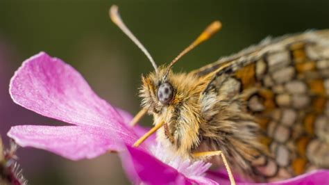 La Mariposa Que Contiene Un Universo