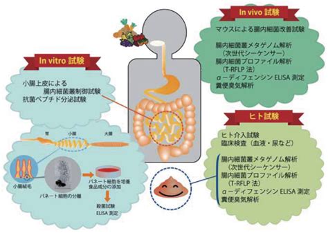 腸内環境改善研究センター｜成果事例｜研究成果｜知的クラスター Bio S