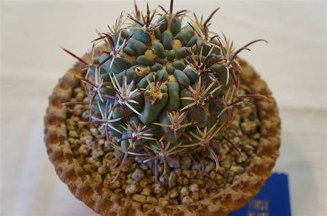 Cactus And Succulent Society Of America Timeline Succulents Cacti And Succulents Cactus