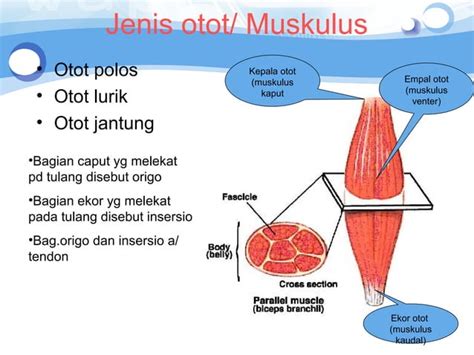 Anatomi Otot Kepala And Wajah Semester 2 Kd 2 Anatomy