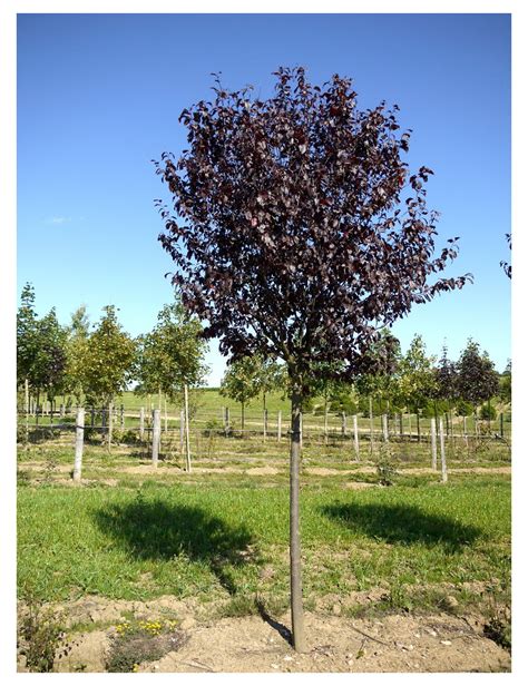 Prunus Cerasifera Atropurpurea Prunier Myrobolan Nigra