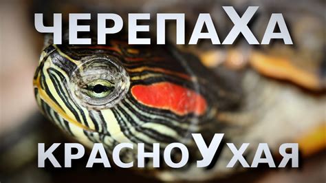 Все о Красноухой черепахе! - YouTube