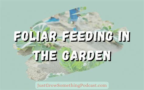 Foliar Feeding For Better Plant Nutrition Just Grow Something With